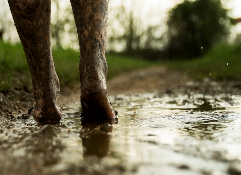 Close up of someone walking barefoot through mud