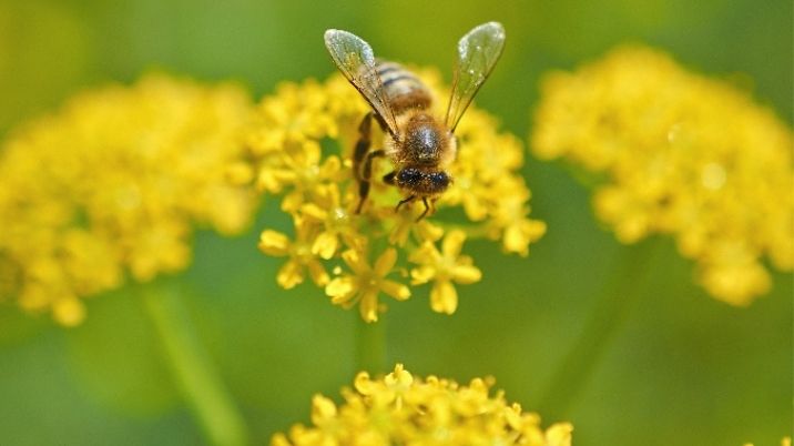 A bee on a yellow flower - part of a British Red Cross blog about gardening.