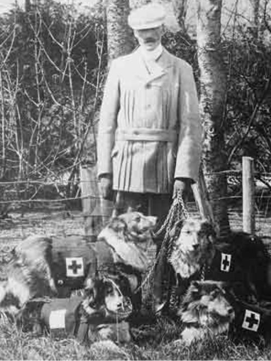 A black and white photograph showing a man holding several dogs wearing British First Aid coats on leads.