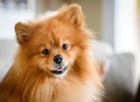 Pomeranian dog