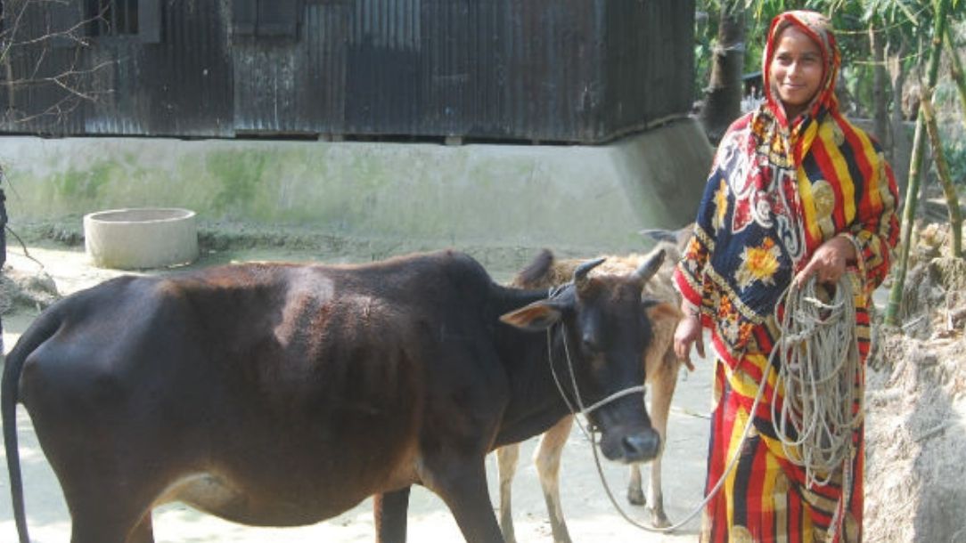 Woman in Bangladesh wears a colourful sari stands with her cow.