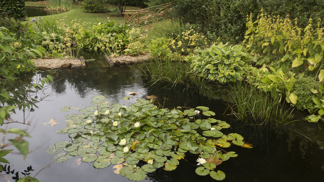 Event-water lilies