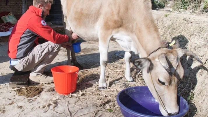 Dressed in a Red Cross volunteer hoodie, Ben Fogle milks a cow in Nepal.