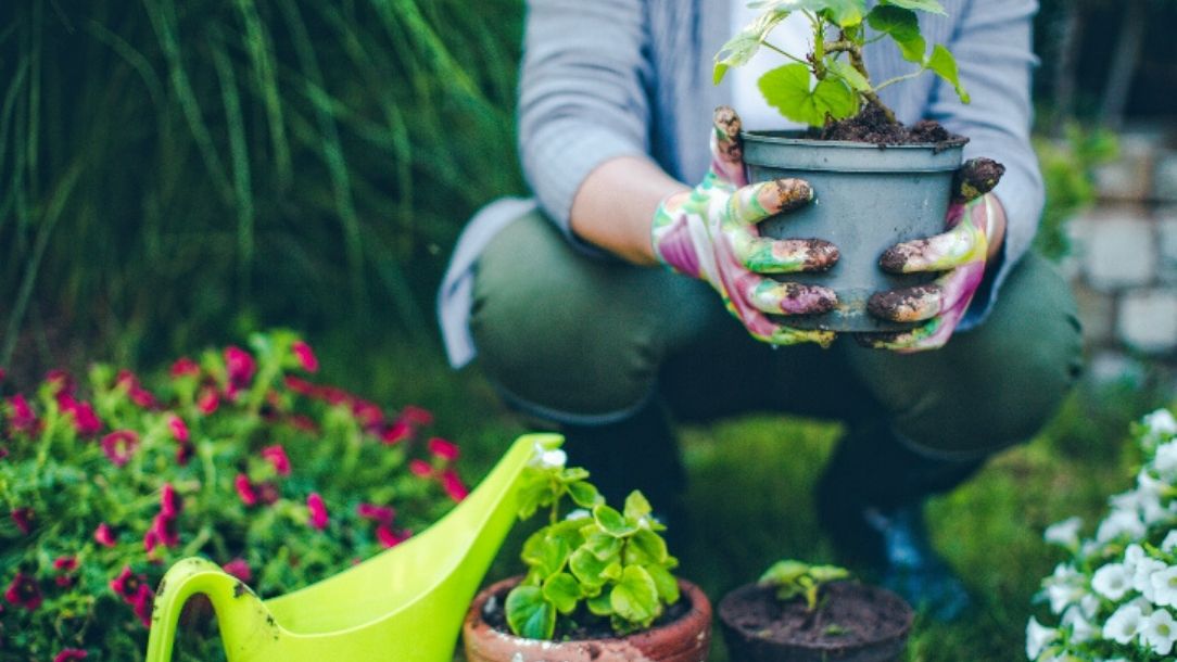 Someone wearing gardening gloves and holding a pot plant while kneeling by a watering can.