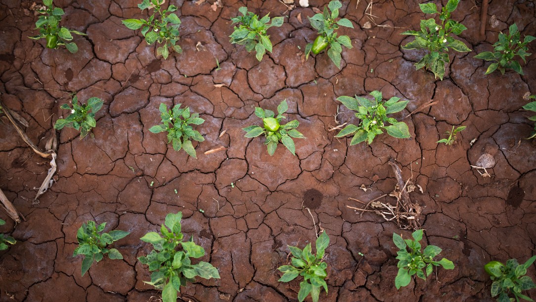 Small green plants grow in earth that is very dry and badly cracked