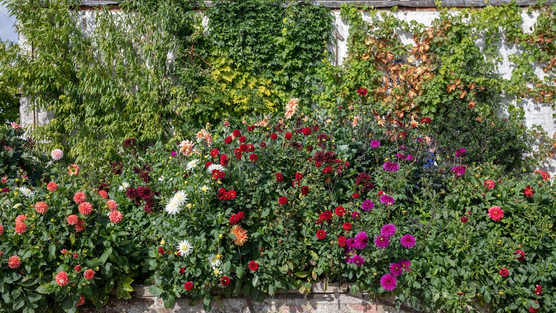 Community-The gardener-flowers