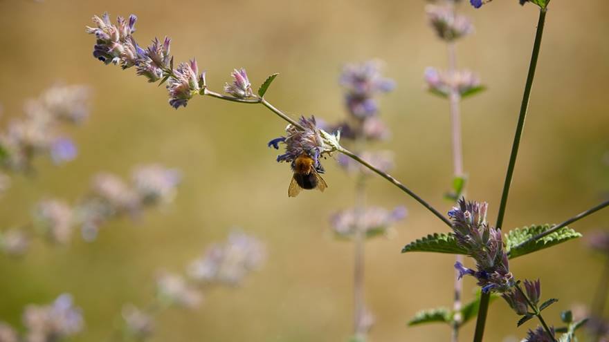 Bee pollenates flower