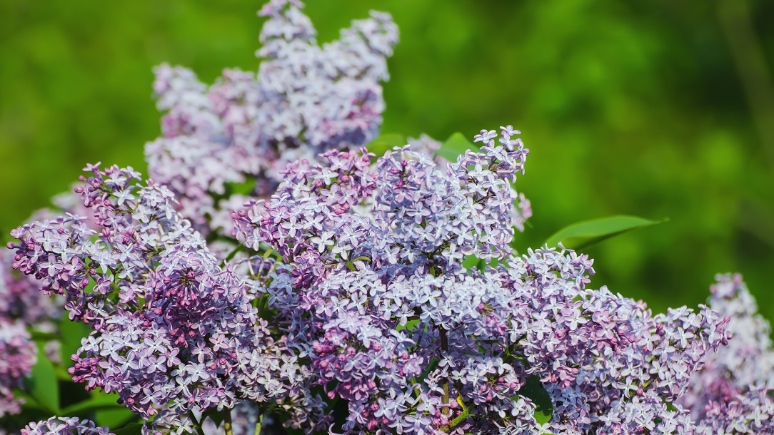 Lavender coloured flowers