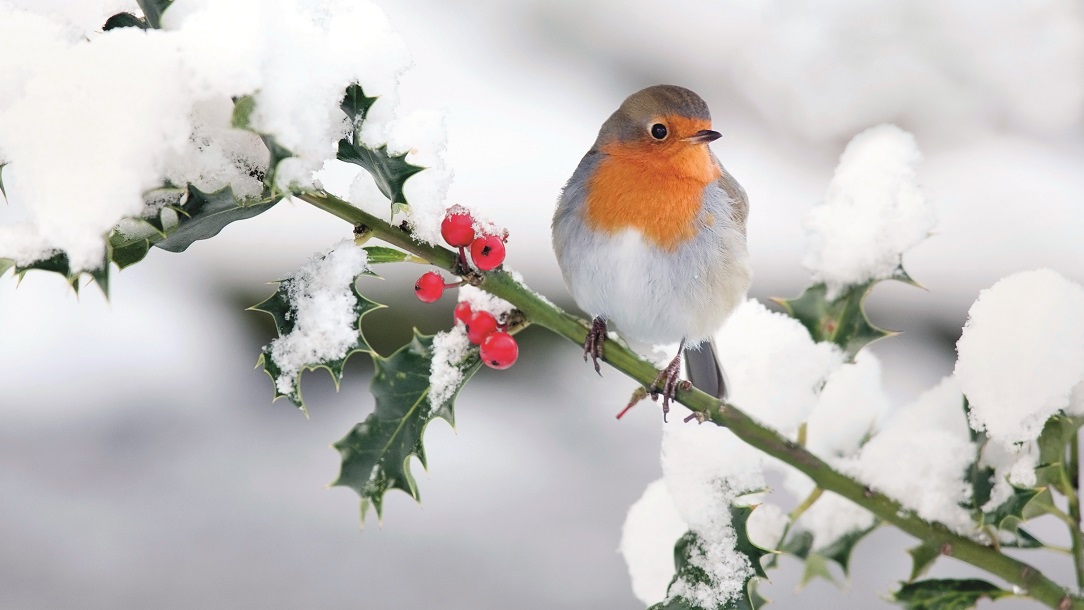 Event-Northumberland-Bird