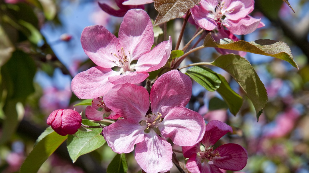 Pink Flowers