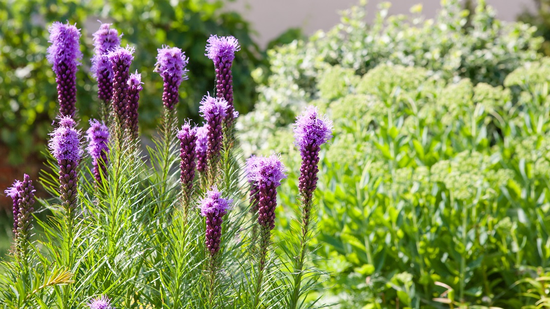 Tall purple flowers