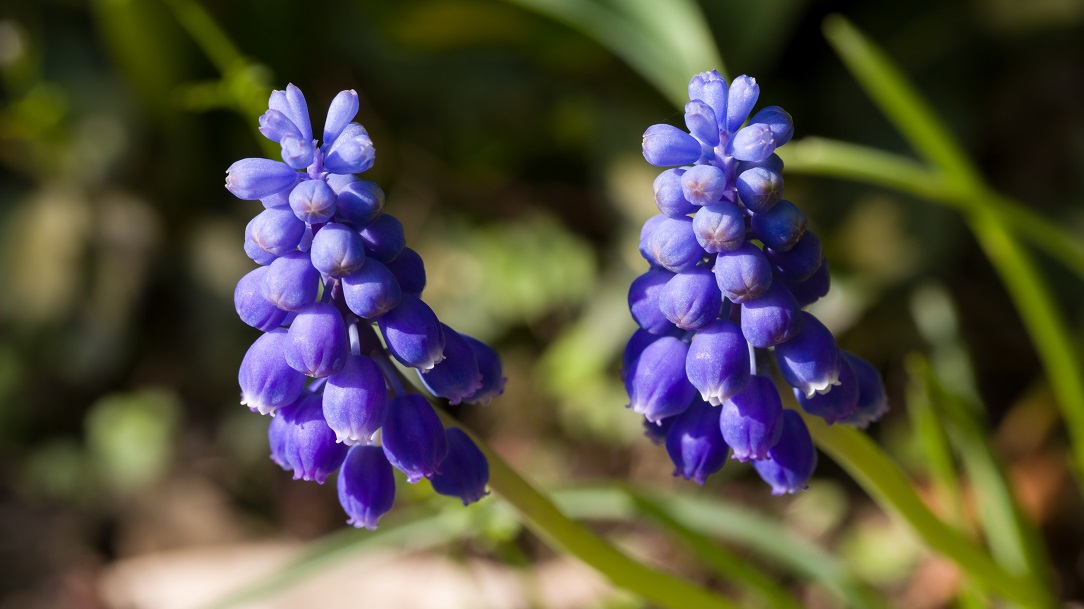 Purple Flower