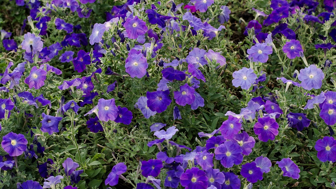 Purple Petunias
