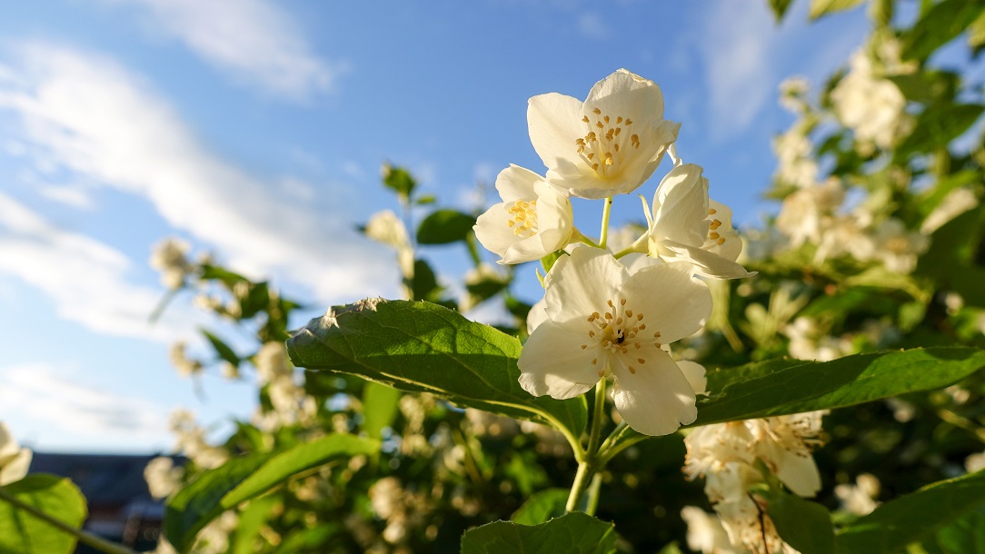 White flowers