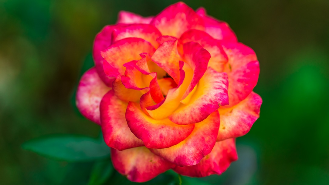 Pink and yellow flower