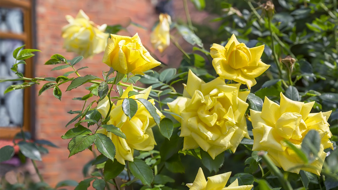 Yellow Rose