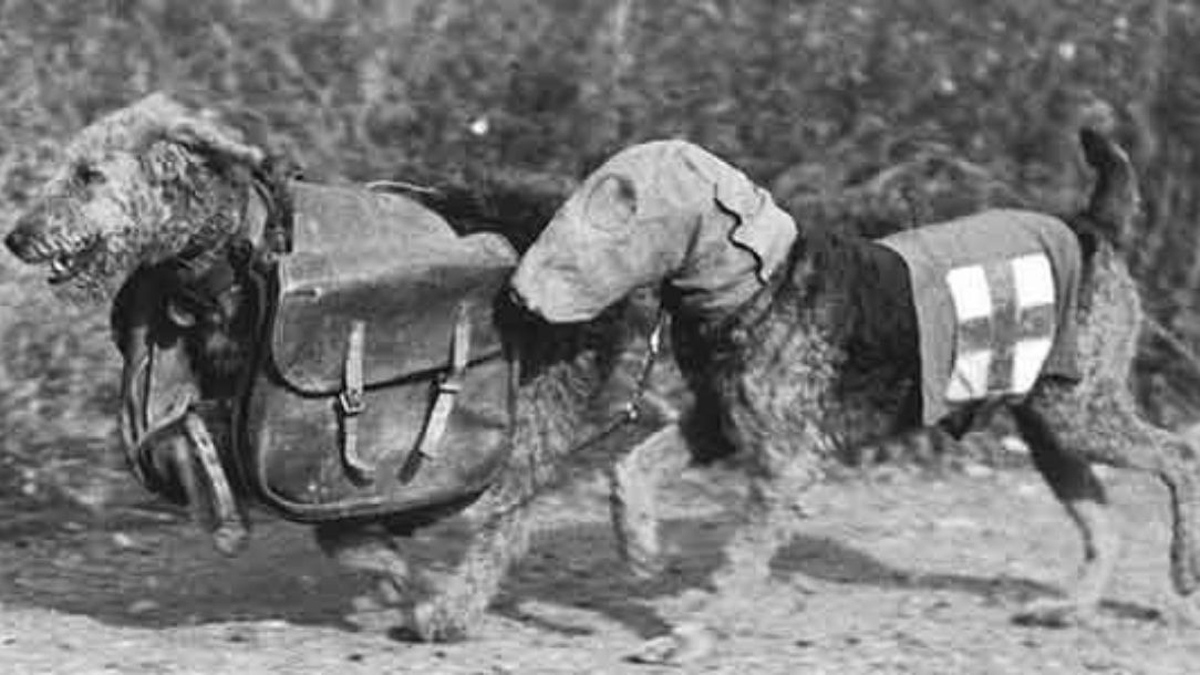 First aiders on four legs