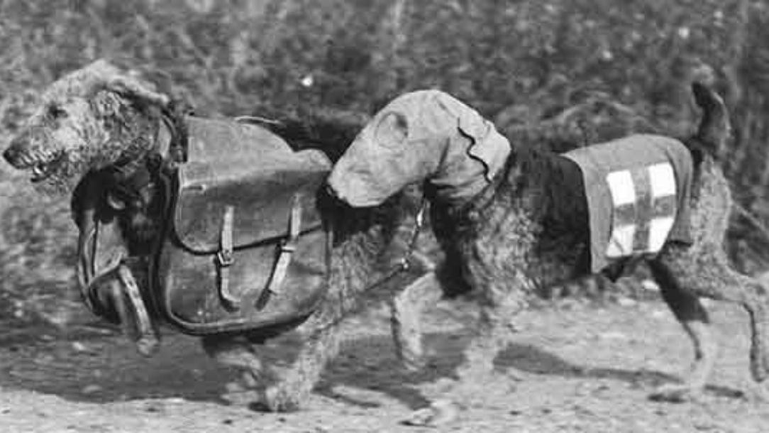 A black and white photograph showing two dogs wearing British Red Cross coats and carrying first aid kits