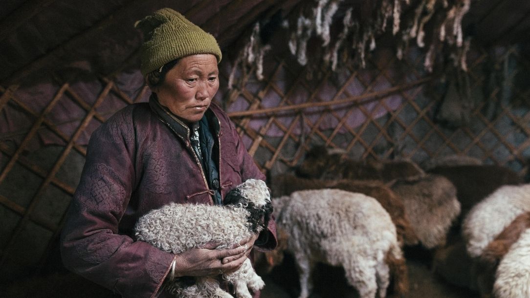 A Mongolian woman carries a young goat into her yurt to shelter it from brutal weather.