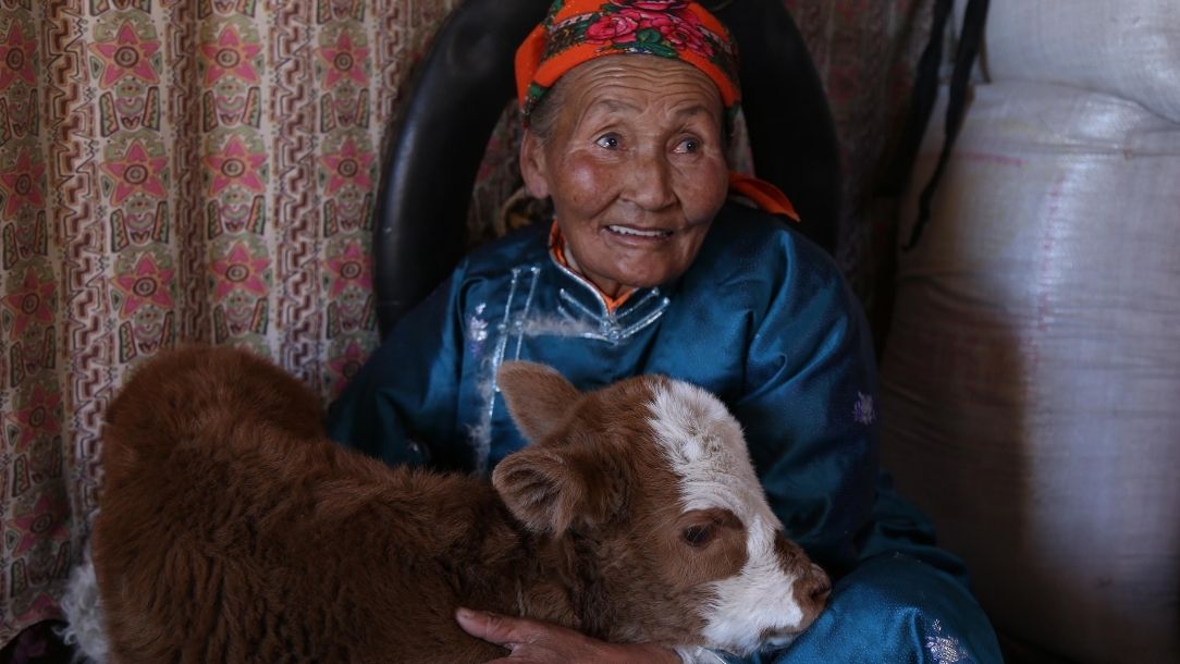 Mrs Dogonoo, a Mongolian herder, brought one of her calves into her yurt to keep it safe during a brutal winter.