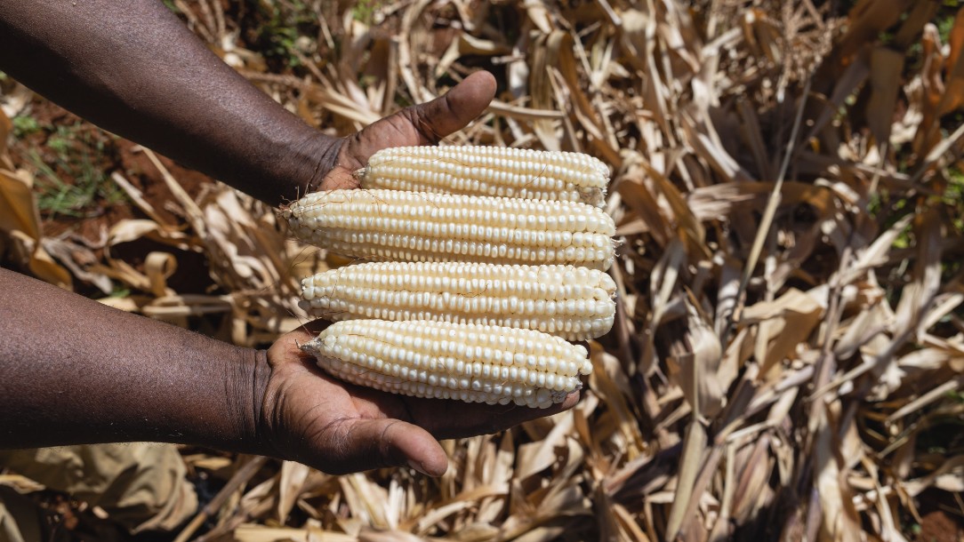A pair of hands hold harvested maize from a field