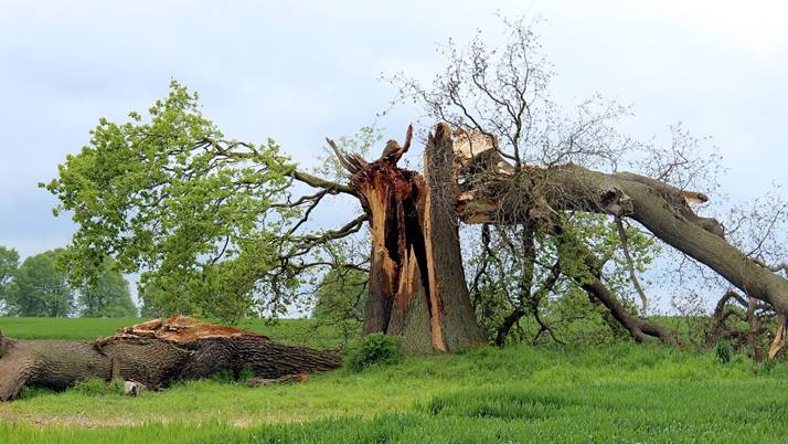 Lightning and storm damage to a tree