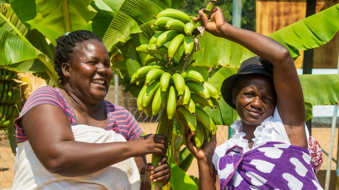 Lucky, left, and Beauty, right, are seen stood in front of a banana tree, one of the many plants grown in the Chibuwe Health Clinic garden