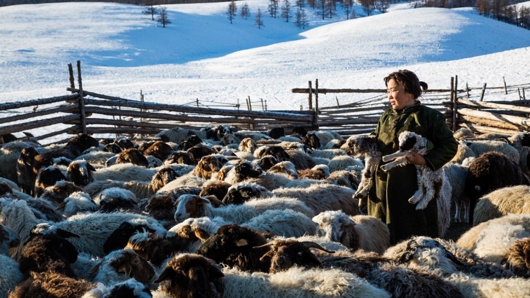 A woman stands in a pen holding a young calf, surrounded by cattle and snow in Mongolia.