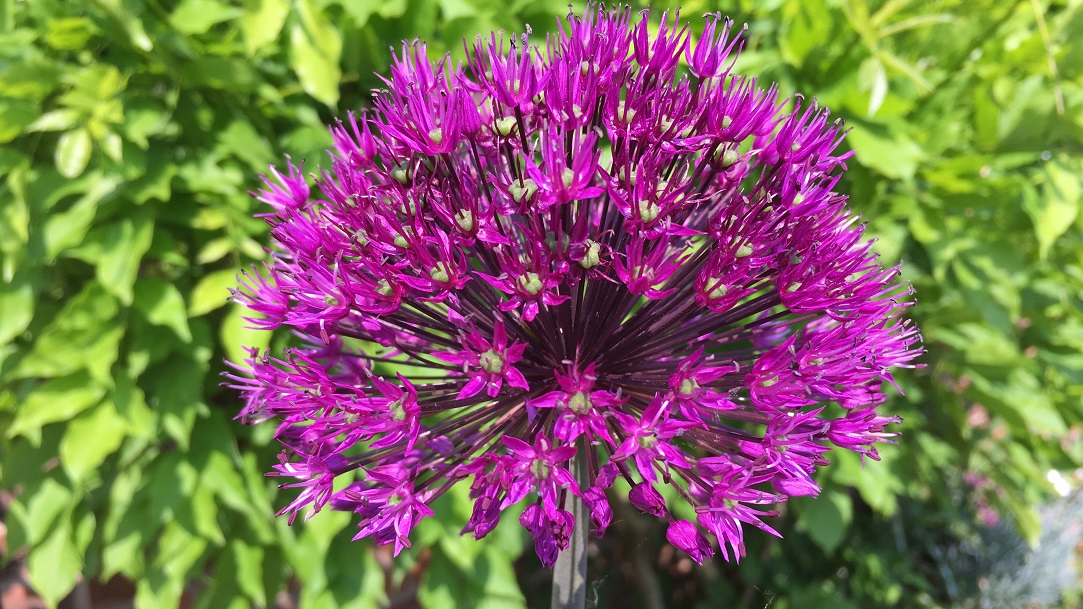 Lois Weedon House Open Garden British Red Cross