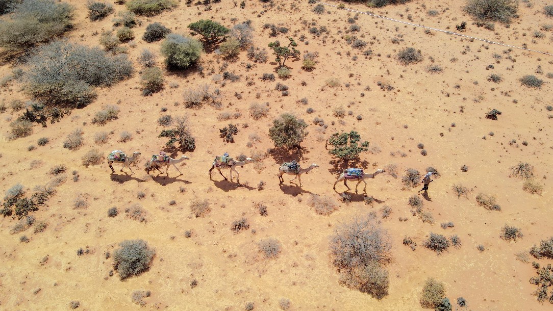 In this aerial image, a man followed by four camels walk across barren land 
