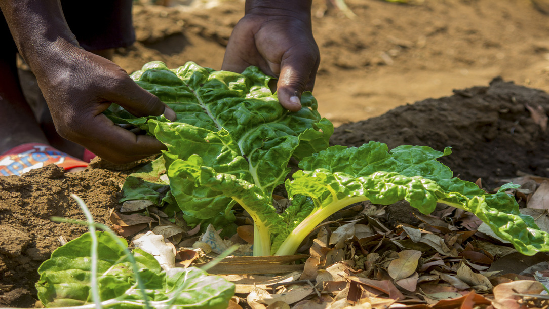 Woman tends to a plant in a nutrition garden.