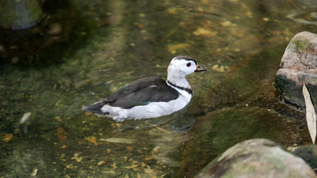 Small-black-and-white-duck-swimming-in-a-pond-in-Bangladesh
