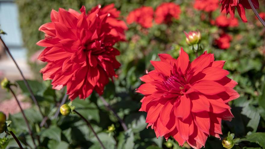 Red flowers at Newbrough Hall's open garden