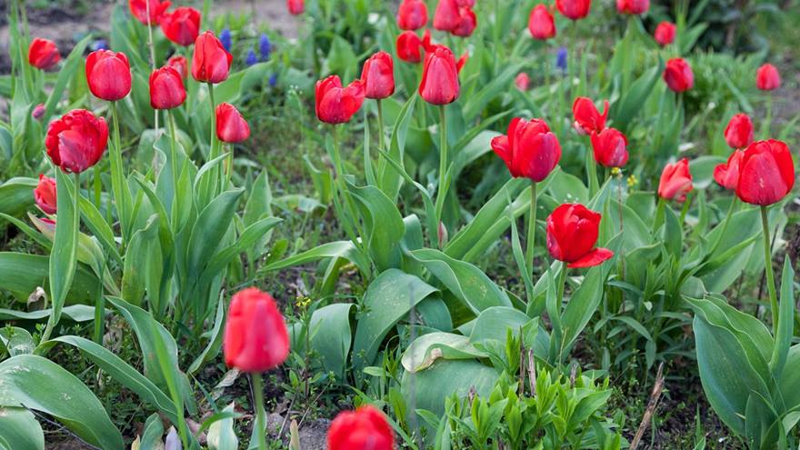 Red Tulips.